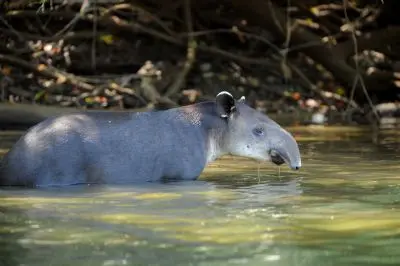 Tapir in Corcovado