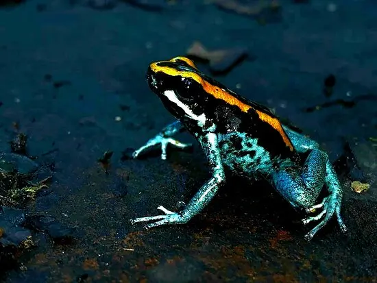 Poison frog corcovado