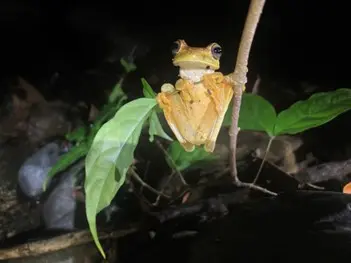 Frog in Corcovado