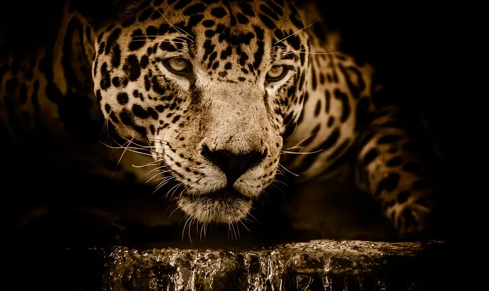 Jaguar in corcovado
