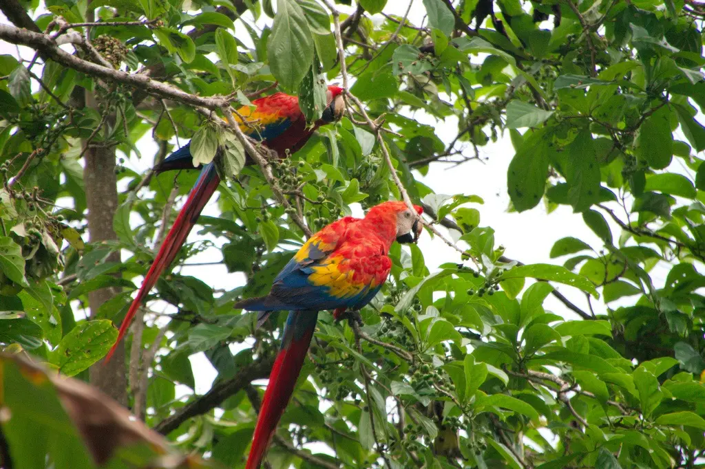 Scarlet macaw corcovado