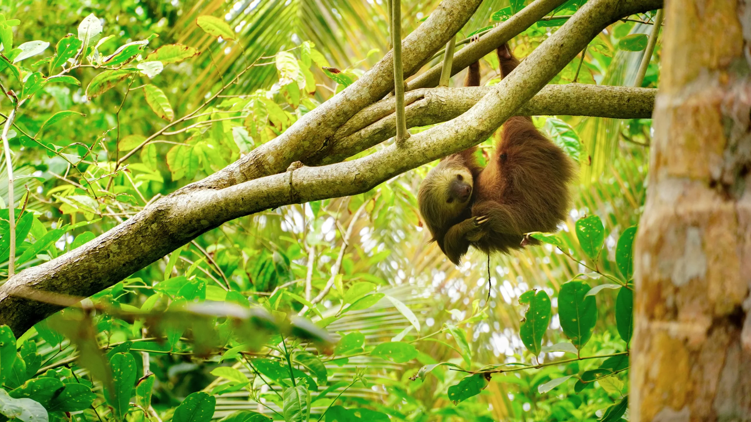 Sloth in Corcovado