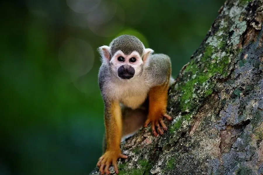 squirrel monkey corcovado