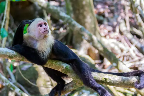 Capuchin monkey
