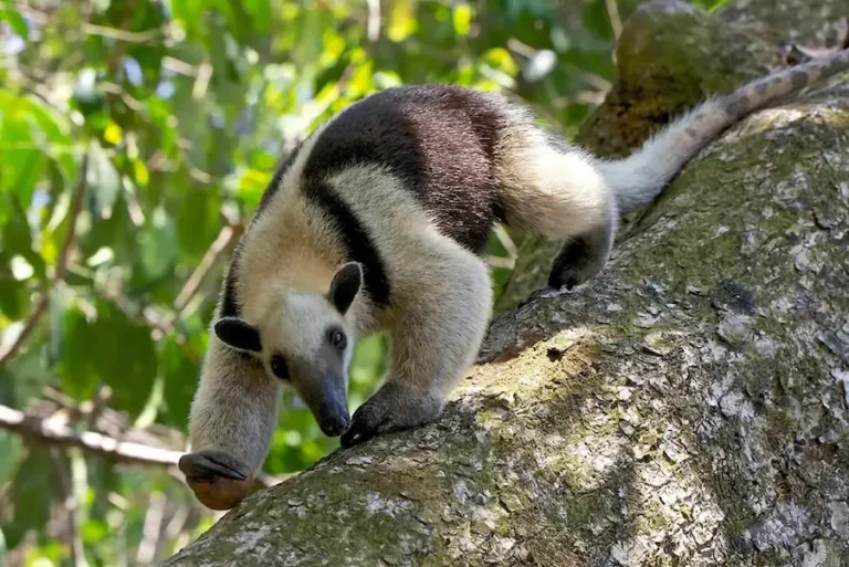 Anteater corcovado