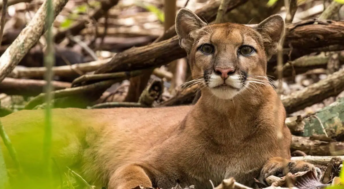 Puma in corcovado